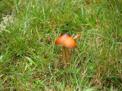 [Mushroom with a triangular-shaped cap growing in the grass. The tip of the cap is nearly black in color while the rest of the mushroom is tan and brown.]